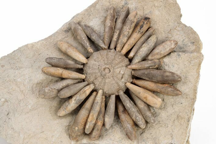 Jurassic Club Urchin (Gymnocidaris) - Boulemane, Morocco #217842